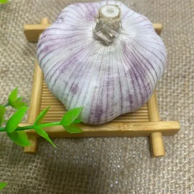 তাজা বেগুনি চামড়ার রসুন