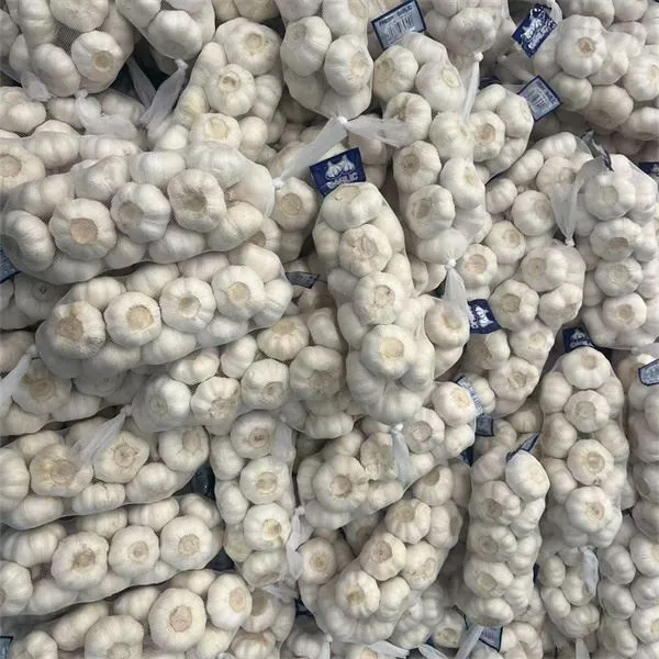 Fresh White Garlic